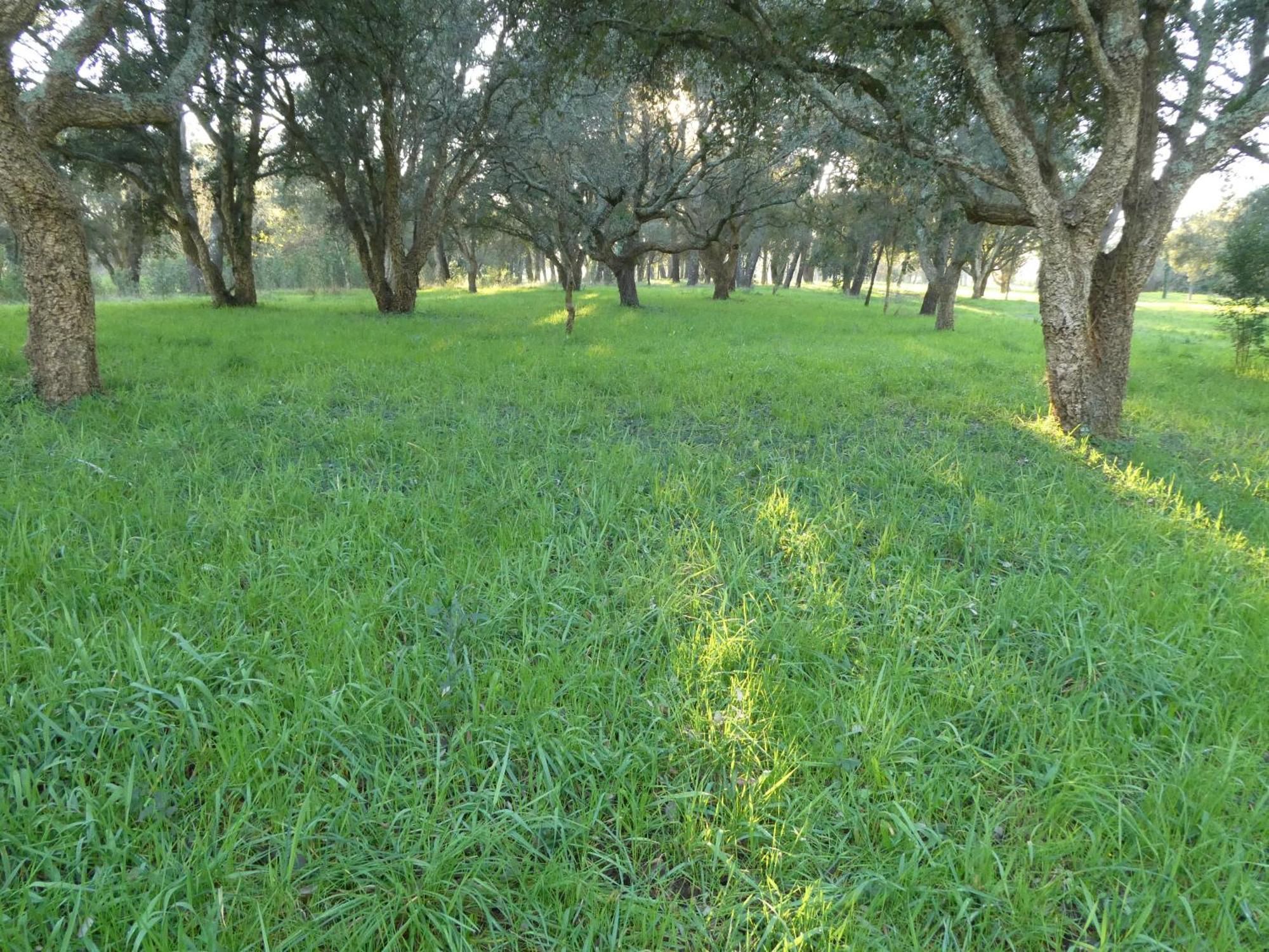 Casita A Estrenar En Finca Con Rio Proxima A Tui, Gondomar Y Portugal. 외부 사진